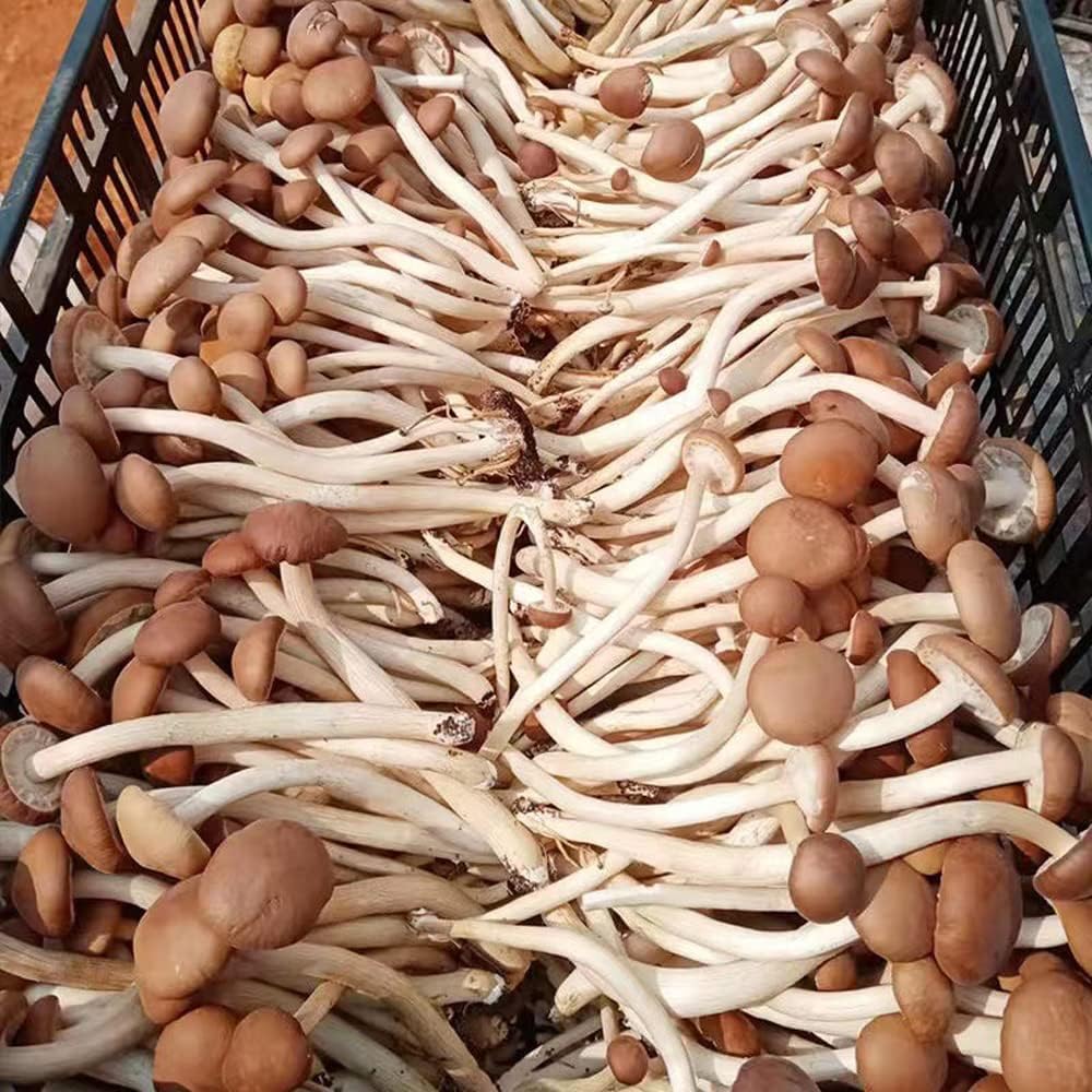 71Fg4lamW4L._AC_SL1000_.jpg Agrocybe Aegerila,Dried Tea Tree Mushroom,Tea Tree Mushrooms,Basidiomyceten Agrocybe Chashugu Huang,The Dried Tea Tree Mushrooms,ganchashugu,agrocybe Cylindracea,Agrocybe Chaxingu (1000grams) - Image 2
