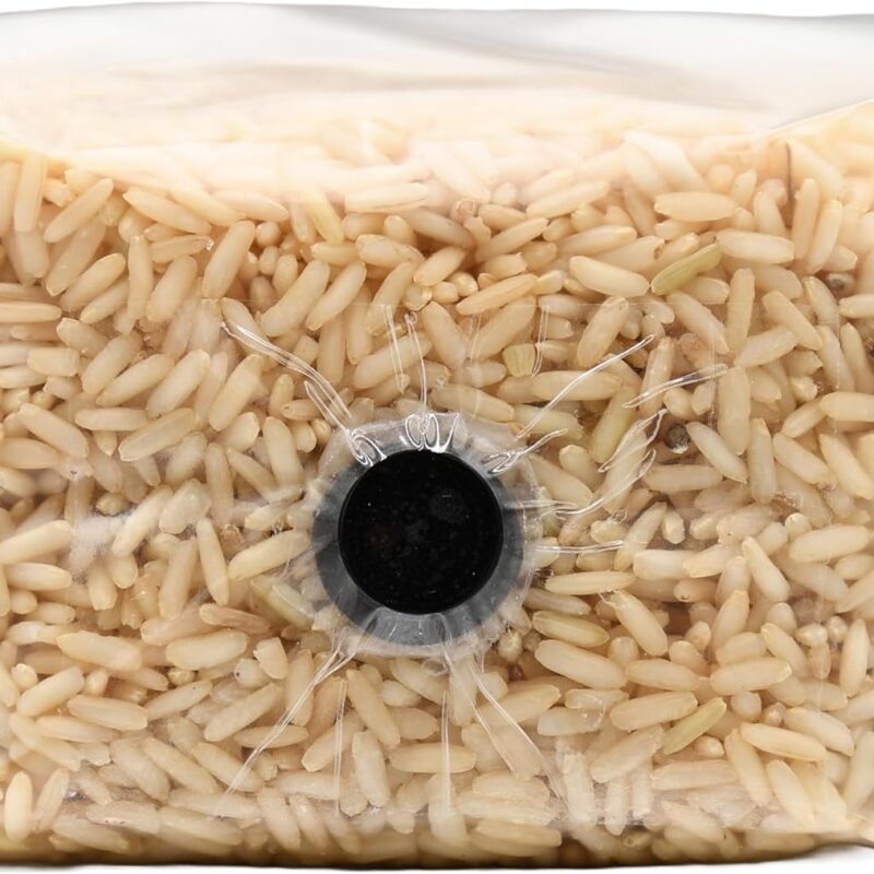 Premium Brown Rice Mushroom Spawn Bag | Sterilized Grain Spawn with Injection Port | 1 lb Each (1)