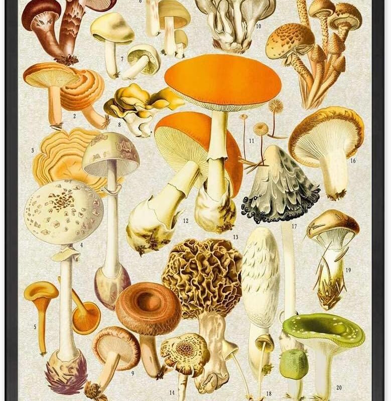 Canvas Art Prints Mushroom Botany Art Print Vintage Mushroom Wall Art Fungi Identification Poster Plant Guide Art Wall Decor Bathroom and Toilet Washroom Wall Decoration 16x24inch Metal Frame