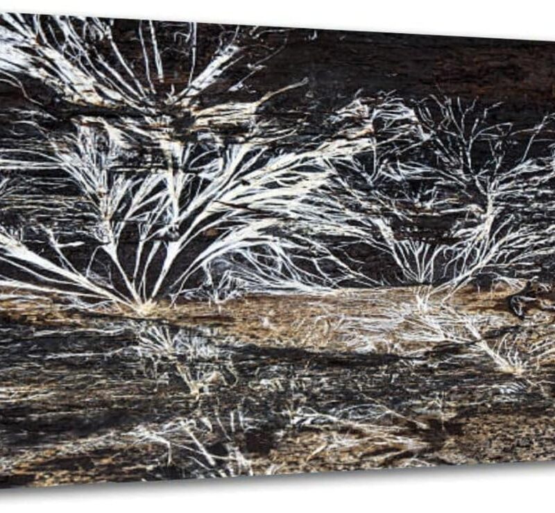 HIPOLOTUS Canvas Wall Art for Office Living Room Bedroom Branching Mycelium Wall Art Painting Artwork Wall Decor Framed Wall Art 50x100