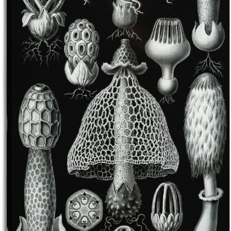 JAHER Ernst Haeckel Paintings Artworks- (Mushroom Toadstool Biology) Printing Posters Picture Print Wall Art Painting Canvas Artworks Gift Idea Room Aesthetic 16x24inch(40x60cm)