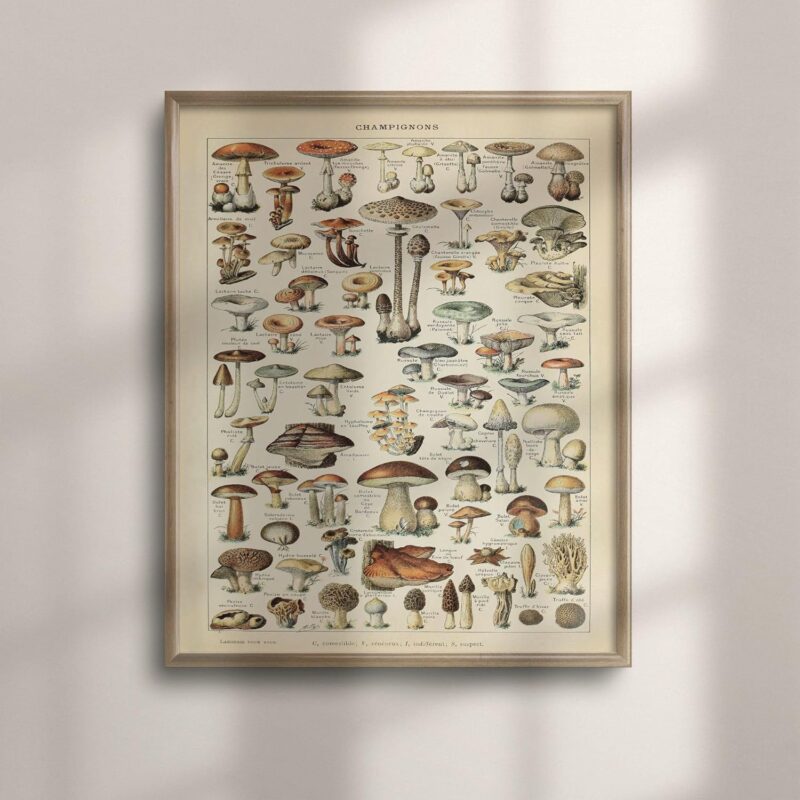 1909 Adolphe Millot Vintage Mushroom Botanical Print - Science Art Poster for Kitchen Decor, Larousse Wall Art - Perfect Housewarming Gift