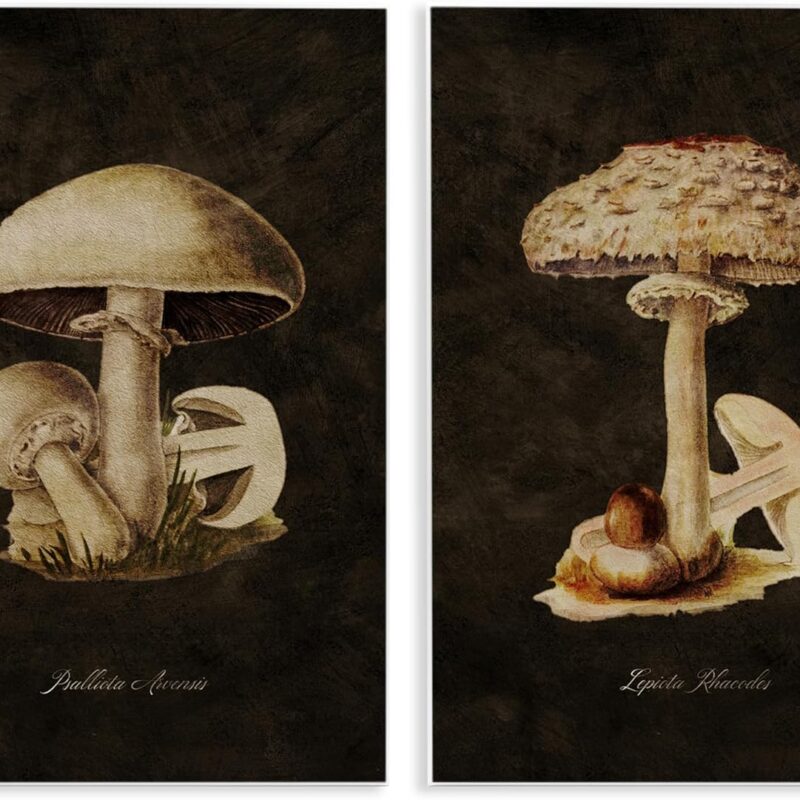 Stupell Industries Vintage Mushrooms on Black 2pc Wall Plaque Art Set Design by Tina Higgins Designs, Inc., 10 x 15