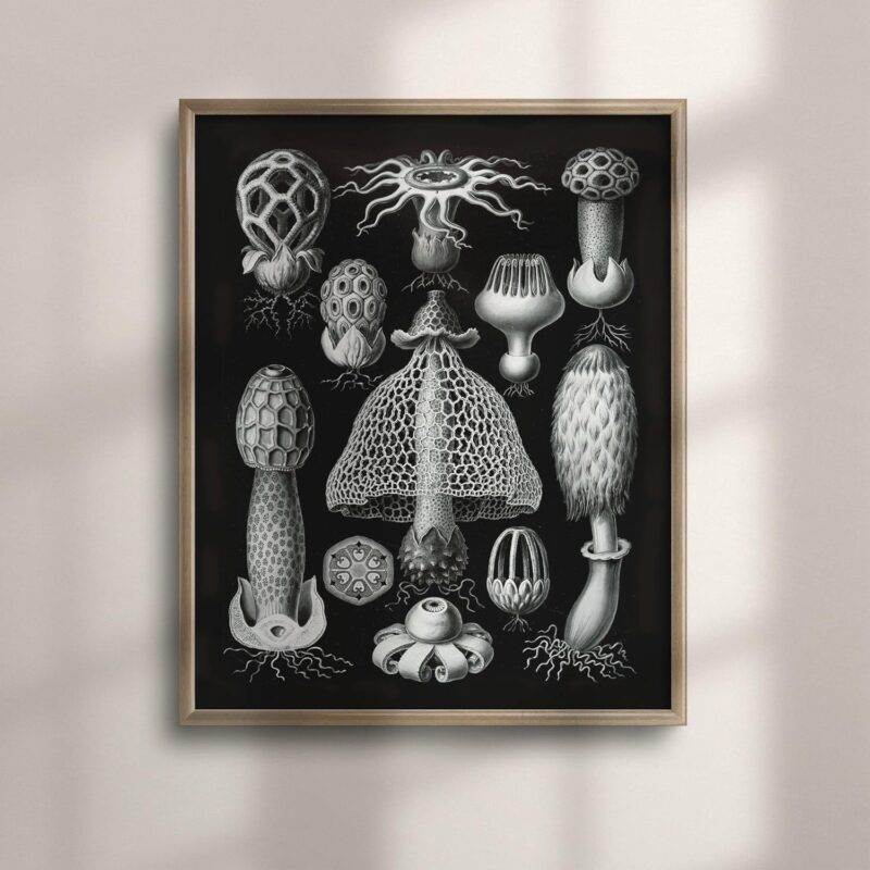 Vintage 1904 Haeckel Sea Mushroom Poster - Nautical Ocean Wall Art for Beach House Decor, Colorful Seaside Style, Unique Housewarming Gift Idea