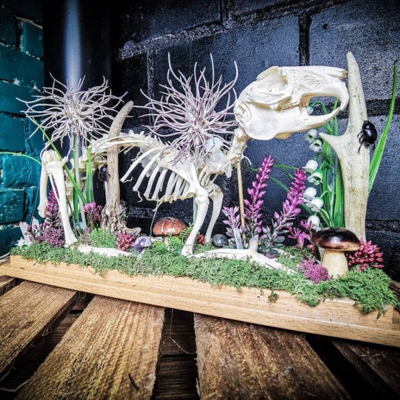 Made to order Real Rabbit Anatomical Skeleton Dome Veterinary Students Learning Moss Amethyst quartz LED Bunny mushrooms beetles roe deer antlers