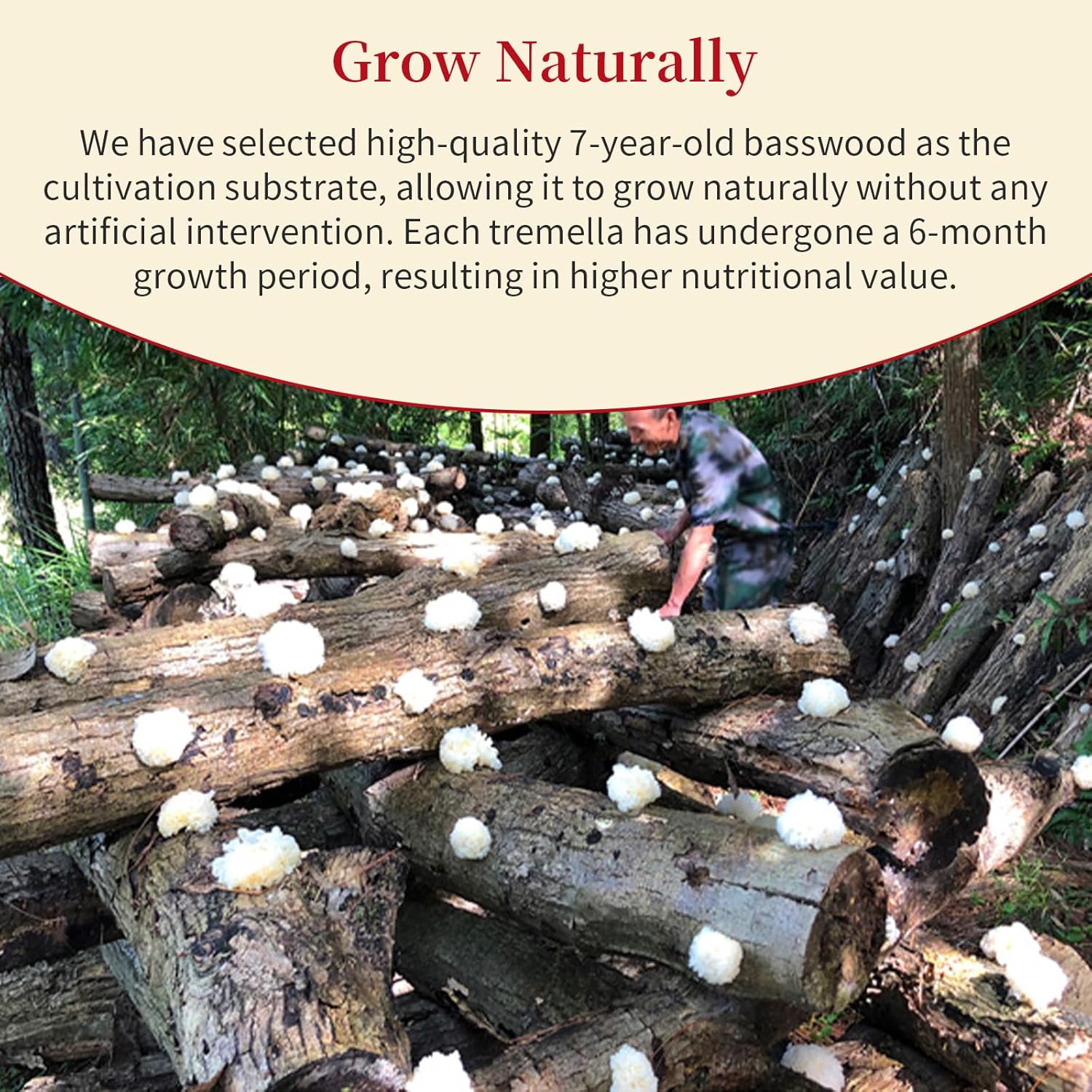 81fdH3unZmL._SL1500_.jpg Wanhua Hall Dried White Fungus Mushroom Snow Fungus 银耳& Dried Shiitake Mushrooms Premium Grade 香菇 花菇 - Image 4