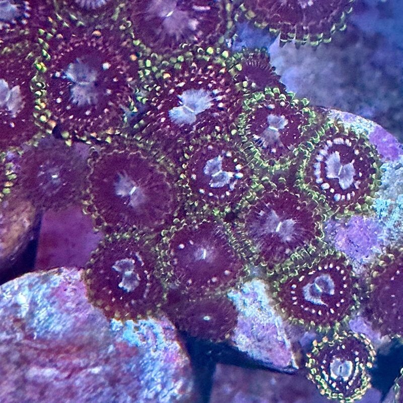 Nightlight Sakura Zoanthis - Live Saltwater Coral (10 Heads)
