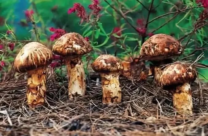 1751457701_51s1dgLDiWL.jpg 1 Pound (454 grams) Freeze Dried Matsutake Whole Mushroom Premium Grade - Image 2