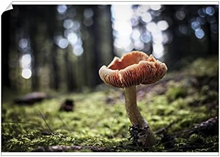 A1 Poster of Mushroom in The Undergrowth with Moss, Trentino-Alto Adige, Italy, Europe (20664994)