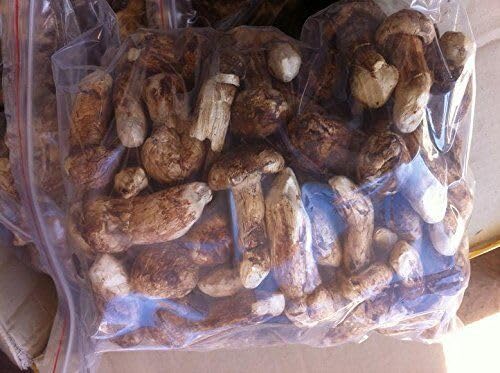 ８ ounce (227 grams) Freeze Dried Matsutake Whole Mushroom Premium Grade