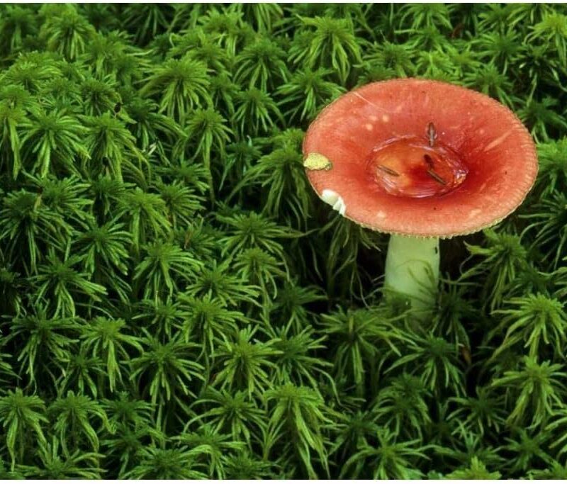 ArtDirect Michigan Russula mushroom in sphagnum moss 36x24 Extra Large Unframed Art Print Poster Ready for Framing by Carlson, Mark