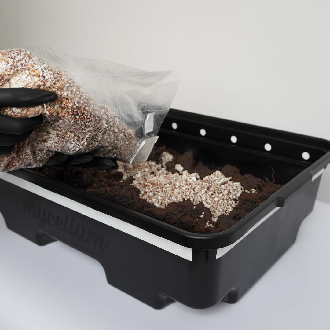 61yNzcEGV1L._AC_SL1080_.jpg Mycelium Mushroom Grain Spawn 8-Pack (3 lb Each) | Pre-Sterilized 60/40 Blend Millet/Milo Grain Mushroom Substrate with Self-Healing Injection Ports | Ready-to-Use for High-Yield Cultivation - Image 6