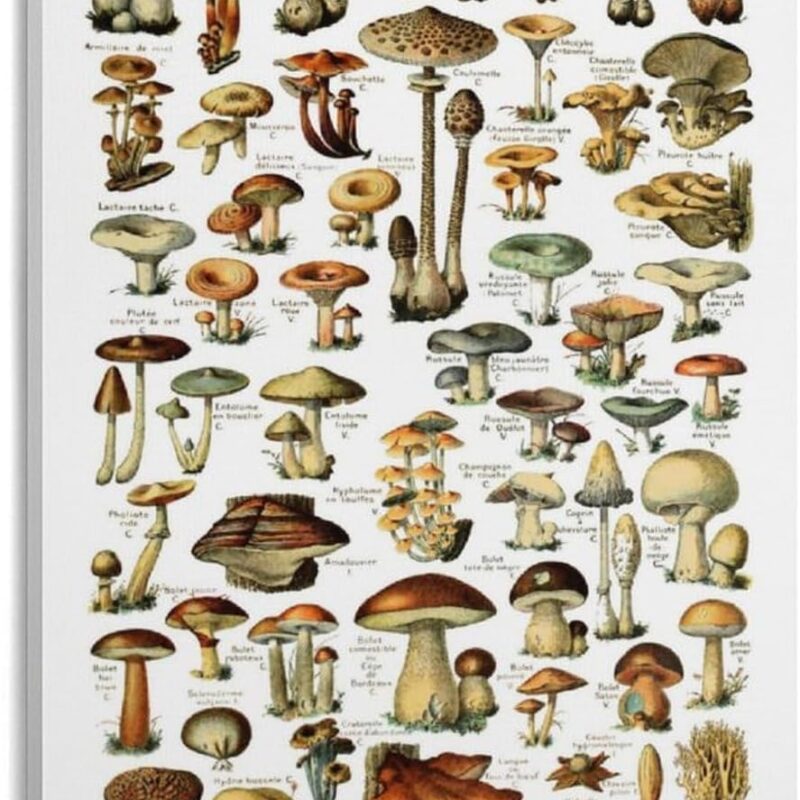 YAGLIS Mushrooms Poster, Cottage Core Decor, Champignons Print Canvas Poster Wall Art Decor Print Picture Paintings for Living Room Bedroom Decoration 16x24inch(40x60cm)