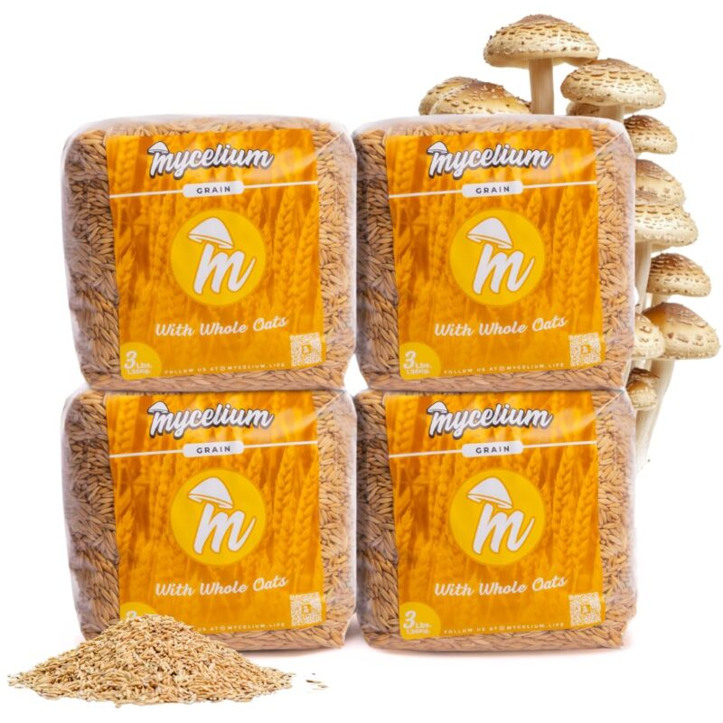 Mycelium Whole Oats Grain Spawn | 4-Pack (3 lb Each) Cleaned Mushroom Substrate Bags with Self-Healing Injection Ports | High-Yield Bulk Supply for Easy & Efficient Cultivation