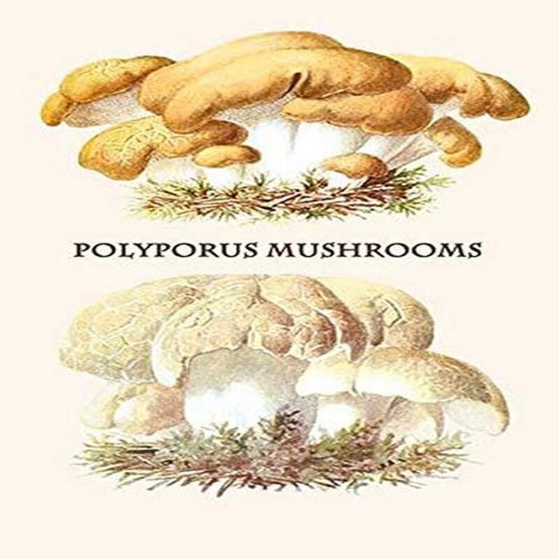Polypores are a group of tough leathery poroid mushrooms similar to boletes but typically lacking a distinct stalk The technical distinction between the two types of mushrooms is that polypores do not