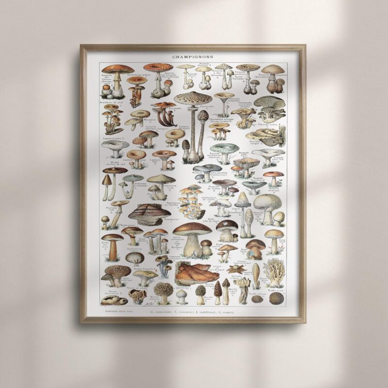 1909 Adolphe Millot Mushroom Illustration Poster - Vintage Botanical Wall Art for Living Room, Colorful Nature Decor, Science Mushroom Chart