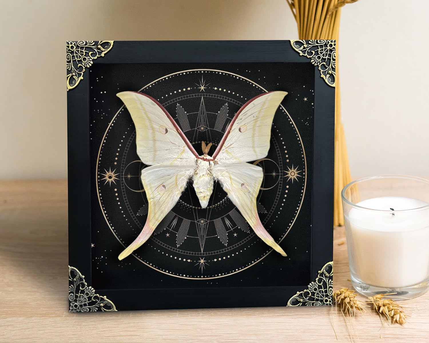 81Y5vCukwSL._AC_SL1500_.jpg Real Butterfly Luna Moth Wooden Framed Insect Dried Shadow Box Taxidermy Astronomy Moon Star Universe Artwork Display Collection Hanging Wall Living Room Home Tabletop Office K19-39-AS2
