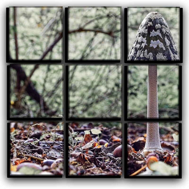 29 9 Piece Mushroom in The Forest Wall Art Decor Picture Painting Poster Print on Canvas Panels Pieces - Nature Theme Wall Decoration Set - an Autumn Feeling Wall Picture for Creative Space
