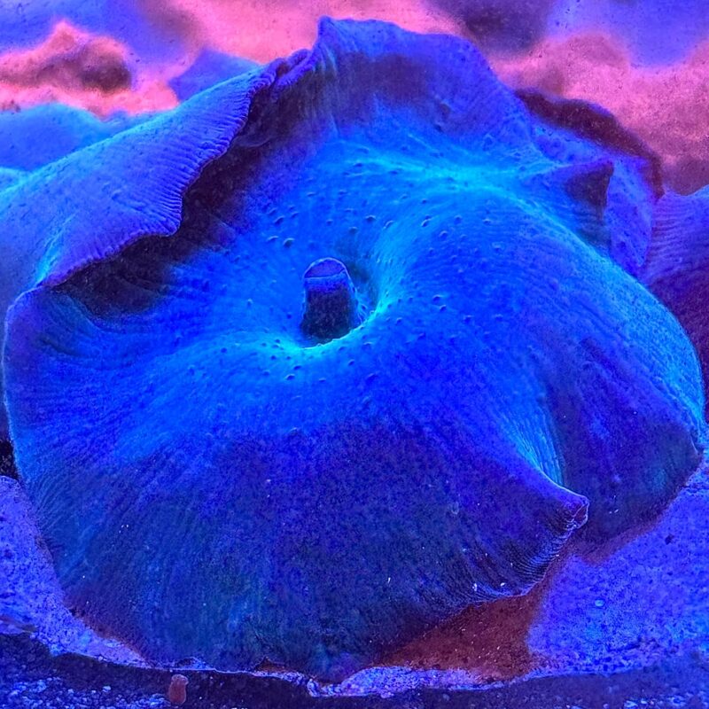 Live Coral Decor for Aquarium, Live Aquacultured Reef Specimen - Discosoma Ultra Blue Mushrooms Coral (Single Mushroom) (Large)