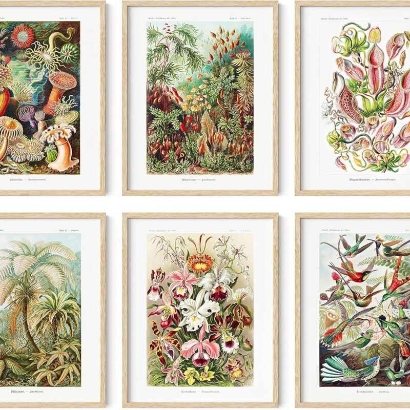 HAUS AND HUES Haeckel Posters & Vintage Botanical Prints – Set of 6 Wildflower Art Prints, Vintage Plant Posters, Nature Wall Art, Floral Botanical Print Set (Beige Frame, 11x14)