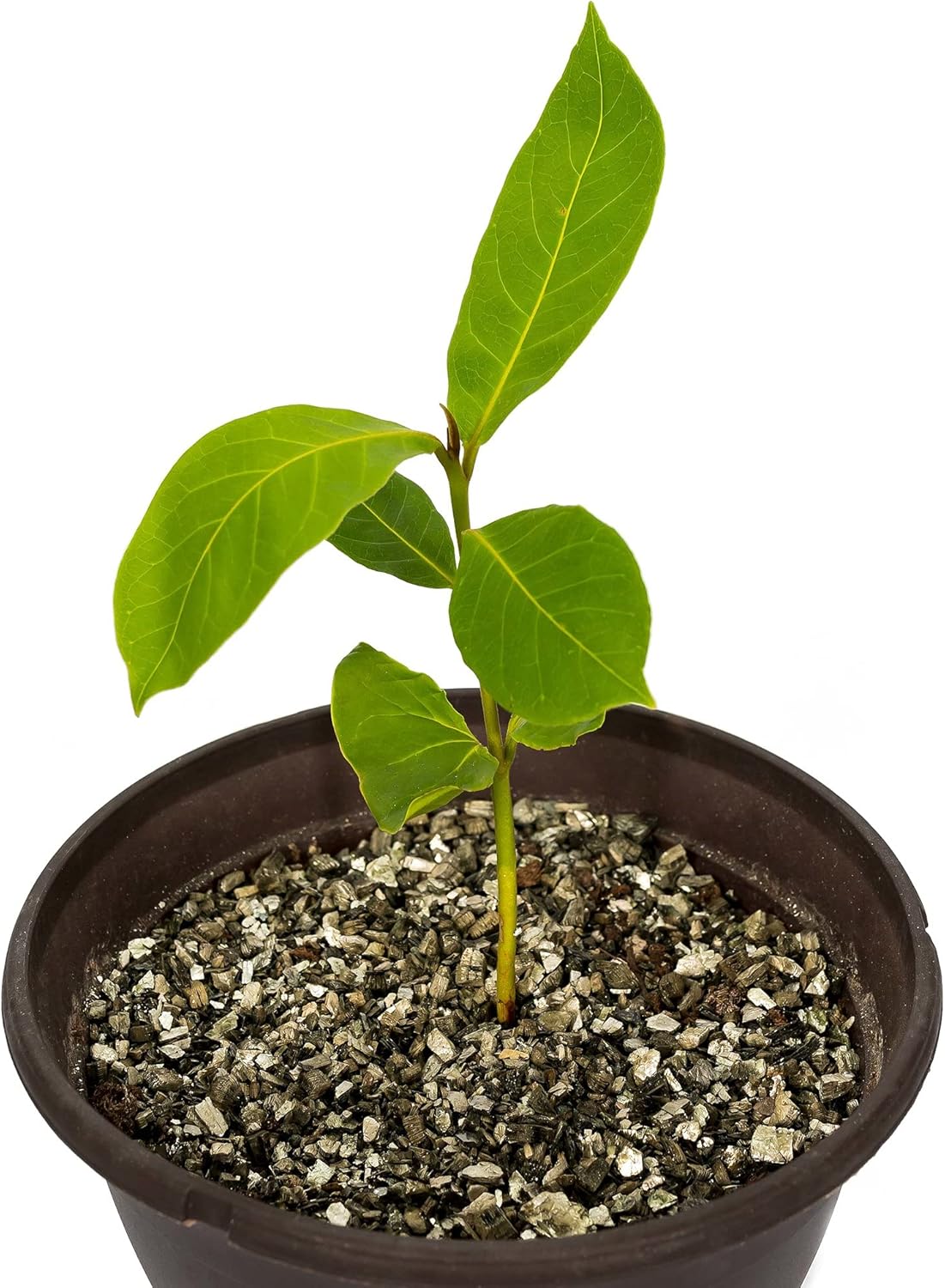 1754585264_81wWLQwVs1S._AC_SL1500_.jpg Horticultural Organic Vermiculite by GARDENERA - Medium Grade - Natural Soil Additive for Potted Plants - Orchids - Hydroponics - Terrariums (1 QT) - CASE of 18 - Image 8