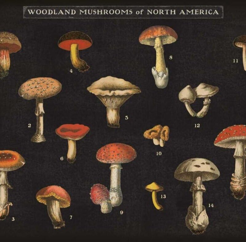 Mushroom Chart I by Wild Apple Portfolio - 28X22 Art Print Poster