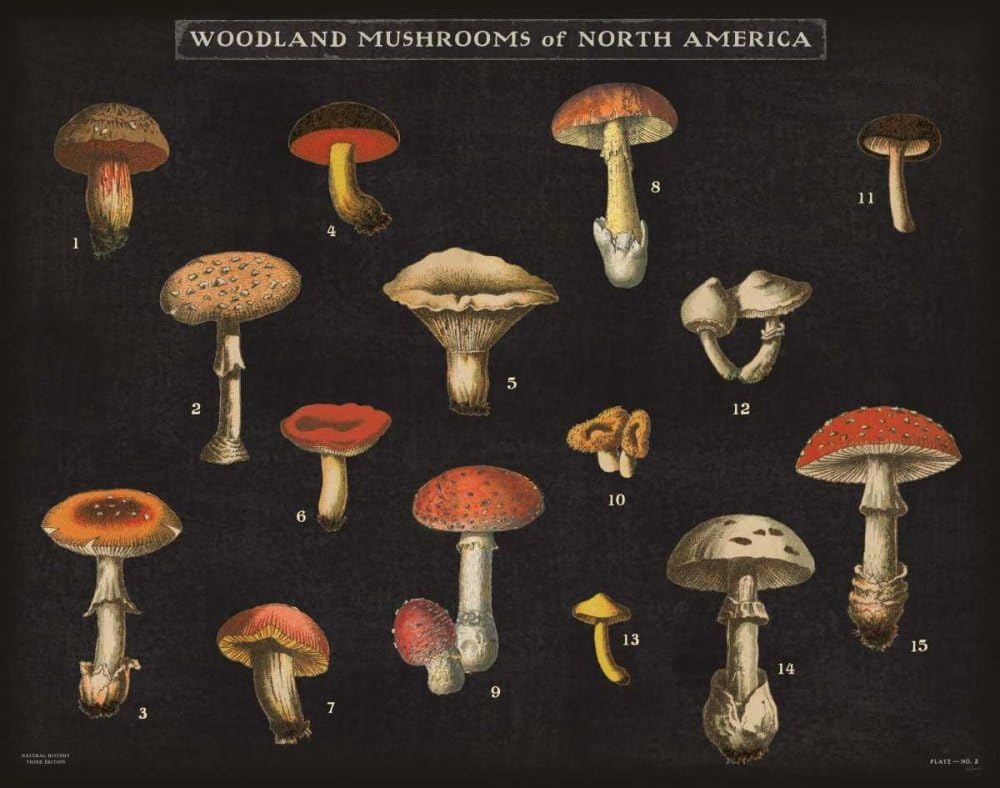 61R51QORk6L._AC_SL1000_.jpg Mushroom Chart I by Wild Apple Portfolio - 28X22 Art Print Poster