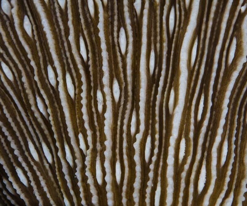 Posterazzi PSTETH401360ULARGE Detial of a Mushroom Coral Growing in Raja Ampat, Indonesia Photo Print, 24 x 36, Multi
