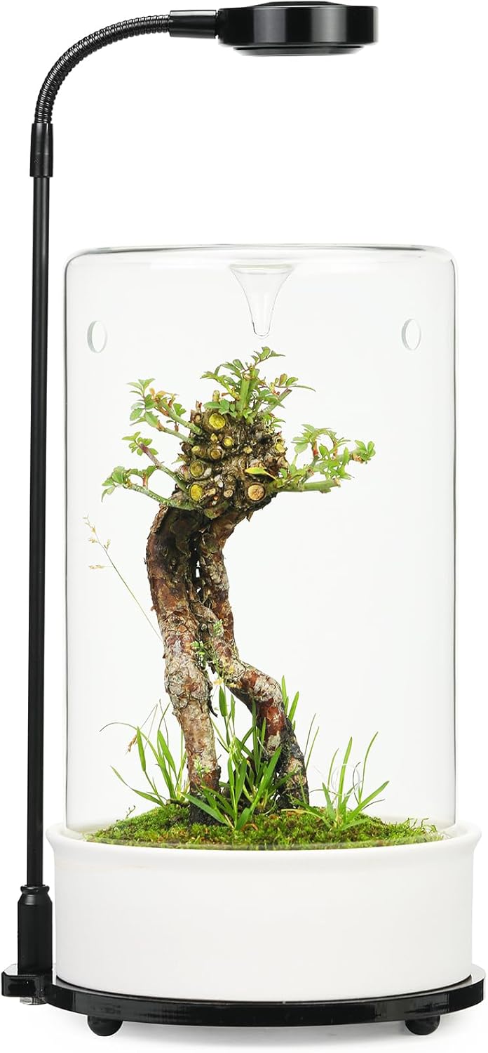 61nfn29OPAL._AC_SL1500_.jpg Desktop Terrarium with Ceramic Base, Adjustable LED Light, and Ventilation Holes, Perfect for Moss, Succulents, Small Indoor Plants, and Home Office Decor (Tall)