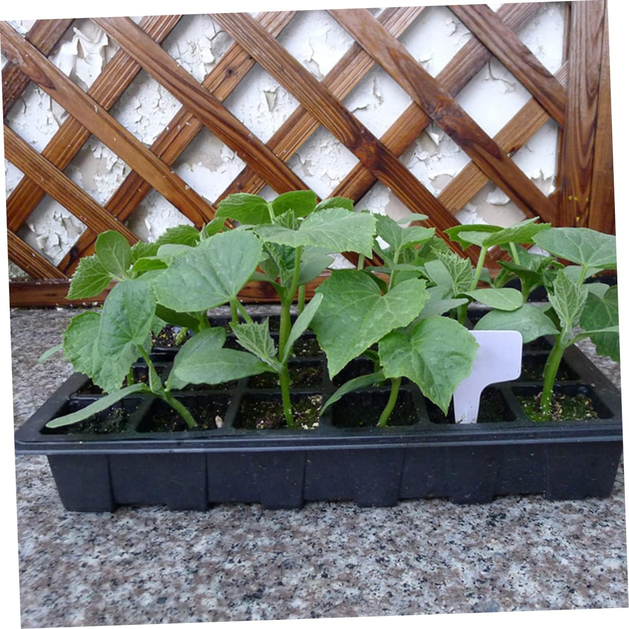 7105tKLlpaL._AC_SL1242_.jpg BESPORTBLE 8sets Hydroponic Plant Germination Tray with Transparent Lids and Small Handle Nursery Pots for Easy Storage and Control for Indoor Gardening - Image 2