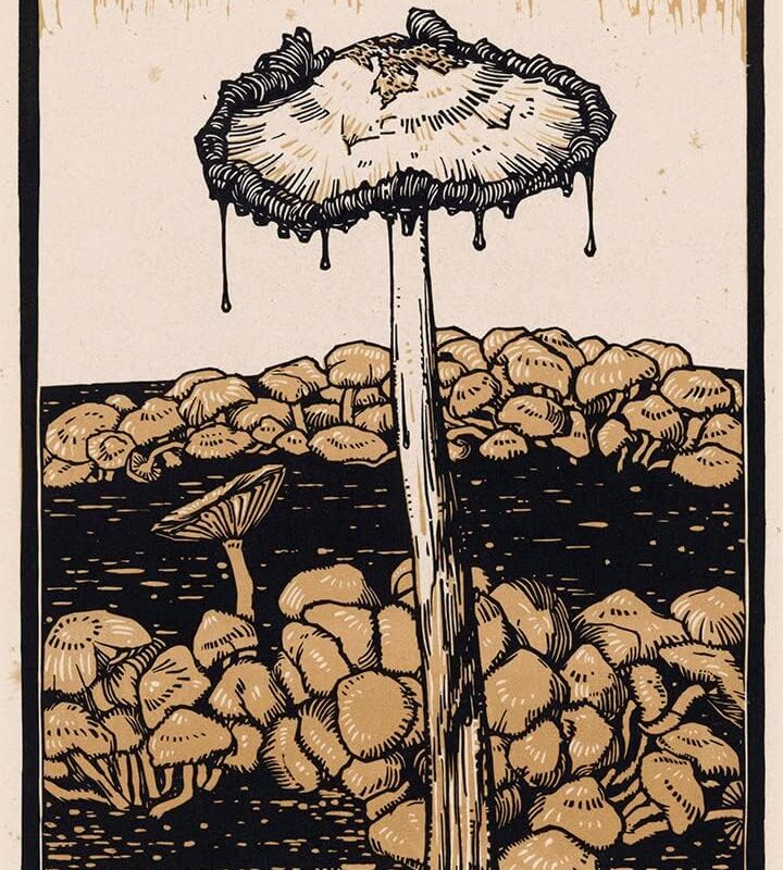ArtDirect Dripping Mushroom (1916) 35x48 UnFramed Museum Art Print Poster Ready for Framing by Julie de Graag (Dutch, 1877–1924)
