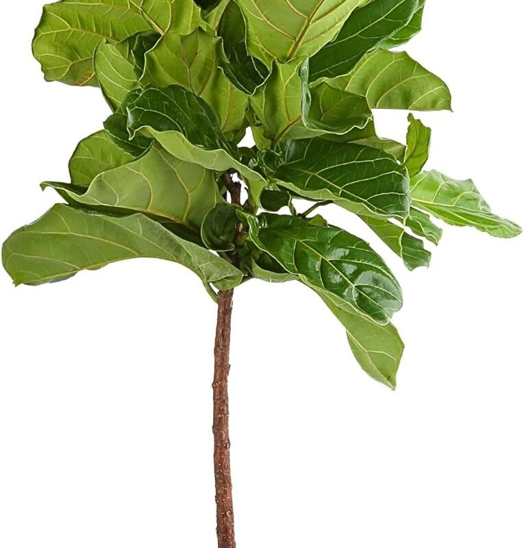 Costa Farms Fiddle Leaf Fig Tree, Ficus Lyrata, Live Indoor Plant Potted in Indoor Garden Plant Pot, Potting Soil, Floor Houseplant Gift for New Home, Birthday, Room Decor, 3-4 Feet Tall