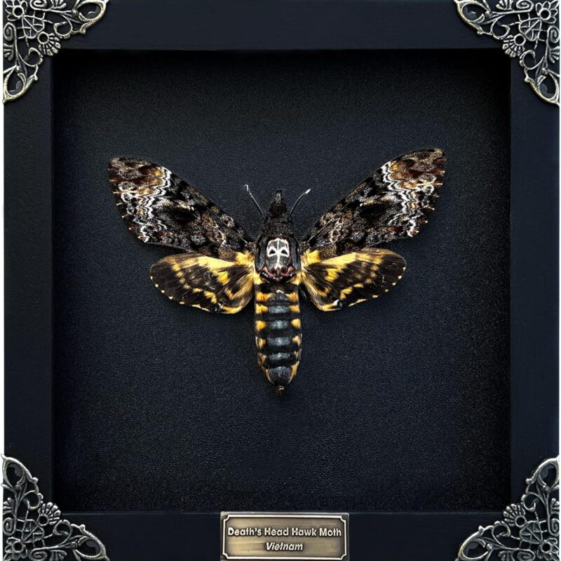 Real Death Head Moth Acherontia Black Frame Skull Butterfly Handmade Shadow Box Insect Oddity Curiosities Unique Taxidermy Collectables Tabletop Wall Art Home Decor Living Gallery Bedroom K18-01-DE